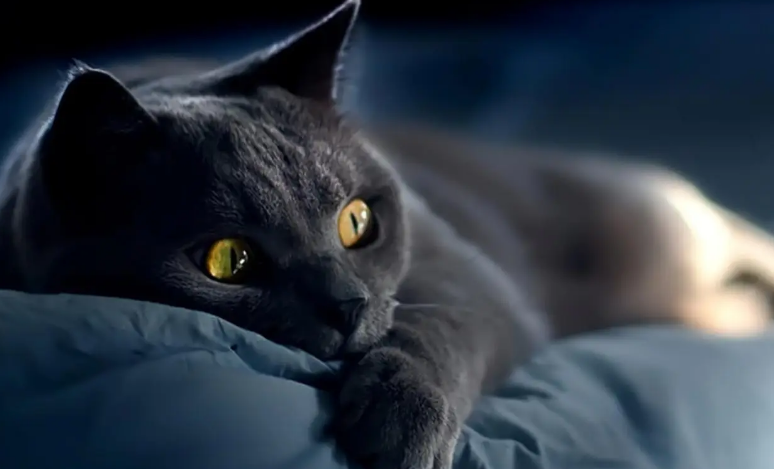 猫疫苗要一年一打吗