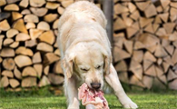 狗狗吃鸡肉不吃猪肉的原因是什么