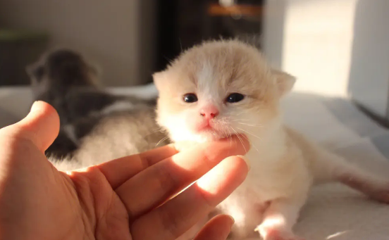  一文告诉你，孕妇能养小奶猫吗？