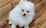 纯种白色博美犬图片及价格