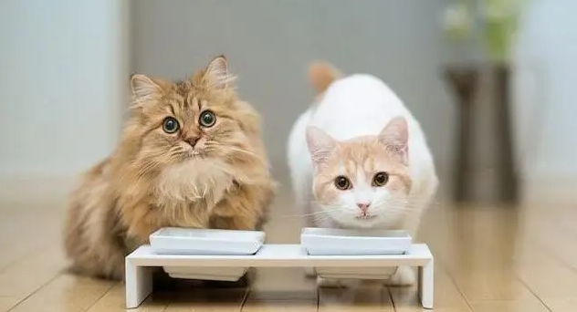 绝育后的公猫又让母猫怀孕了