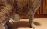 猫肚子吊着一坨软软的肉