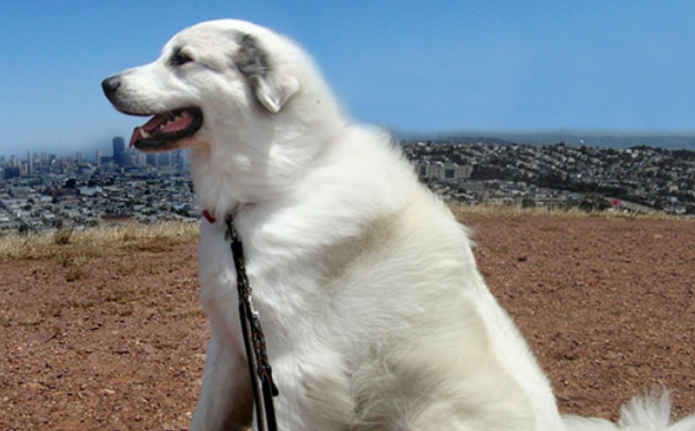 今日分享：比利牛斯牧羊犬饲养技巧