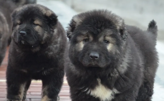 哪里有高加索幼犬出售