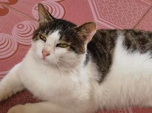 一个月的土猫怎么养?怎么养才好? 一个月的土猫怎么养?怎么养才好?