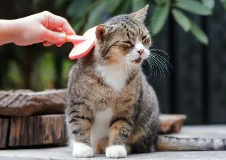 夏天养猫太热怎么办 夏天养猫太热怎么办