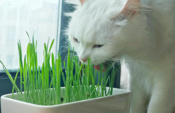 猫咪为什么要喝猫草呢 猫咪为什么要喝猫草呢