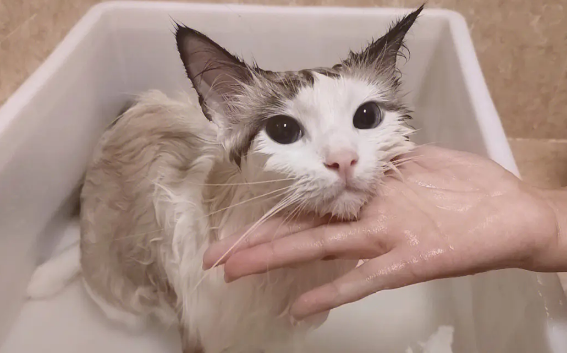 猫咪刚从外地空运过来可以洗澡不 猫咪刚从外地空运过来可以洗澡不