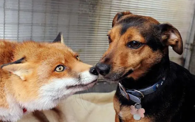 狐狸和狗哪个厉害