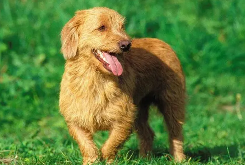 布列塔尼犬便秘怎么办？解决方法是？