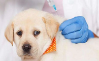狗狗打狂犬疫苗要多少钱