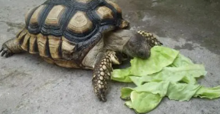 龟为什么不能吃菠菜