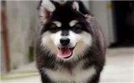预防阿拉斯加犬皮肤病？如何预防？