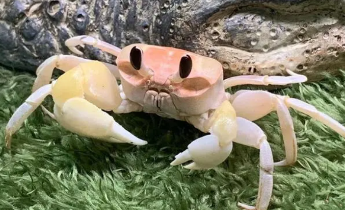 螃蟹里会有寄生虫吗 螃蟹里会有寄生虫吗
