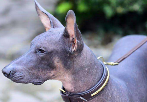 一文告诉你,墨西哥无毛犬好养吗? 一文告诉你,墨西哥无毛犬好养吗?