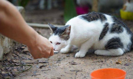 突然不喂流浪猫会怎样?铲屎官可以看看~ 突然不喂流浪猫会怎样?铲屎官可以看看~