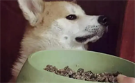 微量元素如何加入狗粮中