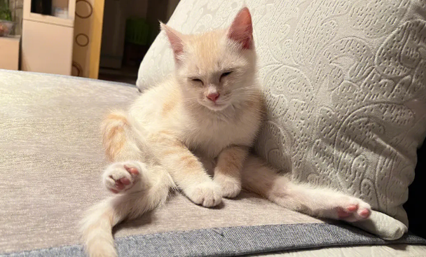 猫咪睡觉声音爆发是为什么呢