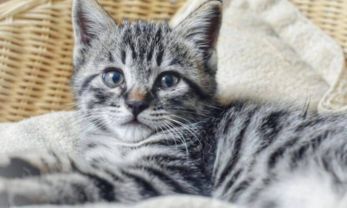 中国十大名贵猫