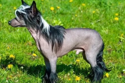 冠毛犬珍贵吗