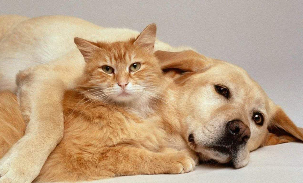 狗狗为什么会讨厌猫咪呢