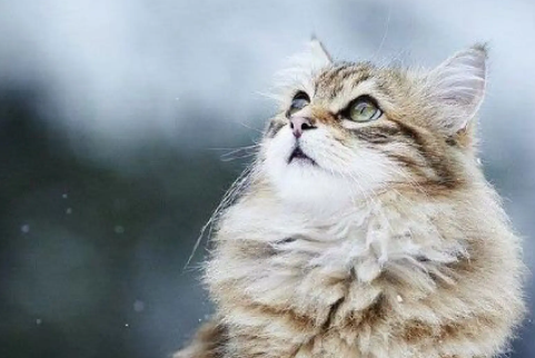 长过一次猫藓就会终身得猫藓是怎么回事？