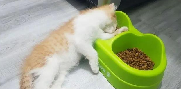 猫咪为什么坐在碗边上睡觉呢