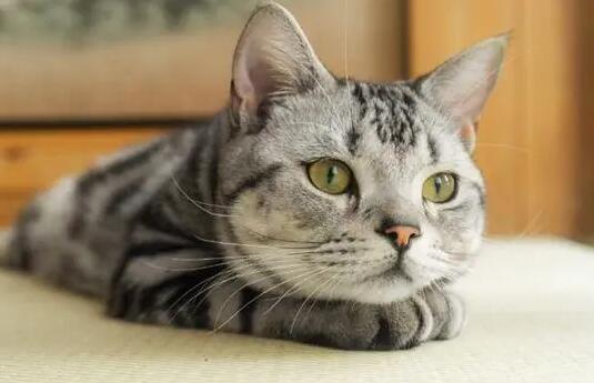 什么属相能养猫能旺财