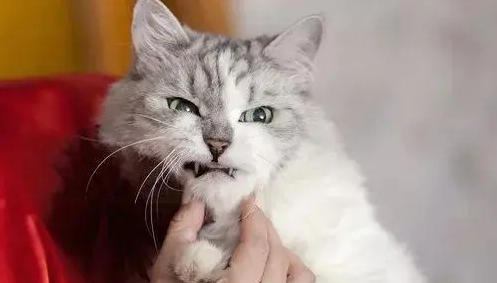 猫对主人低吼还能养吗 猫对主人低吼还能养吗