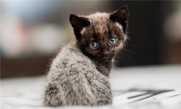 猫生产需不需要剃肚皮上的毛 猫生产需不需要剃肚皮上的毛