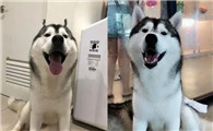 狗狗看到化完妆的主人愣住