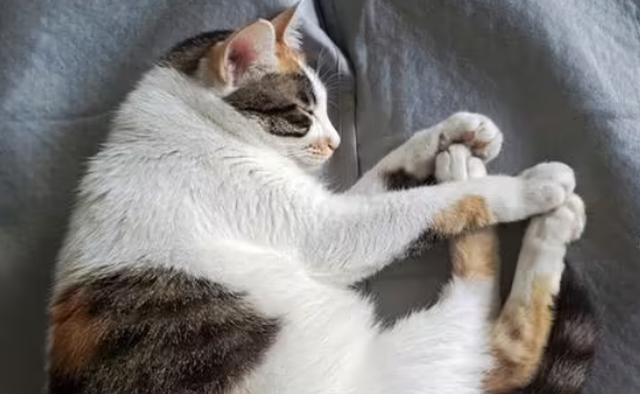 猫咪晚上睡觉手痒是为什么原因 猫咪晚上睡觉手痒是为什么原因