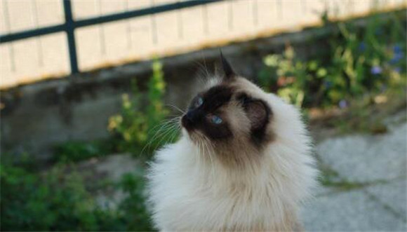 流浪猫缠着你,预示着什么? 流浪猫缠着你,预示着什么?