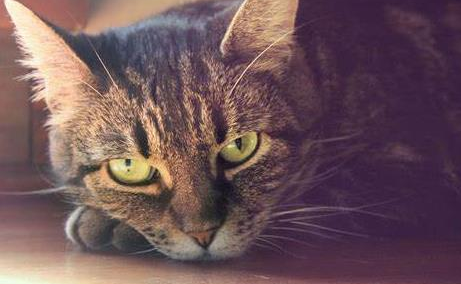 自从养了猫,运气就一直不好 自从养了猫,运气就一直不好