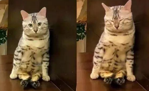 暖心猫咪坚持坐等主人,5次打盹仍坚持 暖心猫咪坚持坐等主人,5次打盹仍坚持