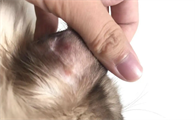 猫耳朵长了一粒跟痘痘一样的东西