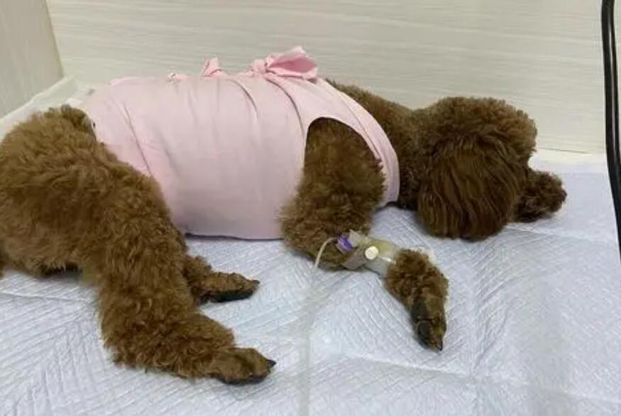 泰迪什么时候做绝育手术最好呢