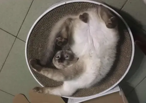 宠物丢了如何找？独家探访小白寻宠