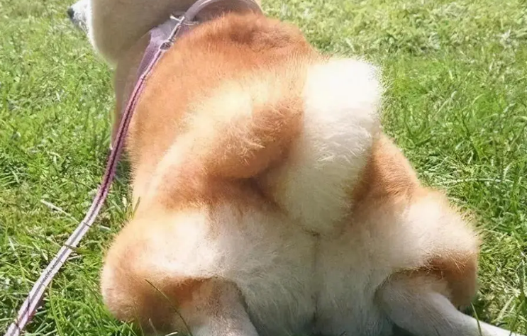 为什么狗狗要搓屁股