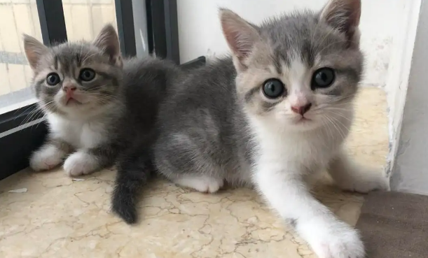 蓝猫和虎斑的串串叫什么 蓝猫和虎斑的串串叫什么