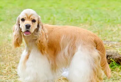 一文告诉你，美国可卡犬服从性怎么训练？