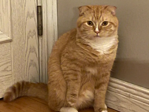 橘猫为什么总爱叫?铲屎官来了解下吧 橘猫为什么总爱叫?铲屎官来了解下吧
