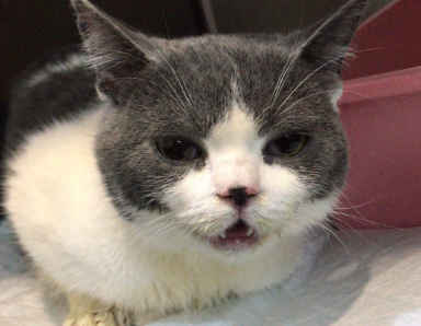 猫咪怎么会肺水肿