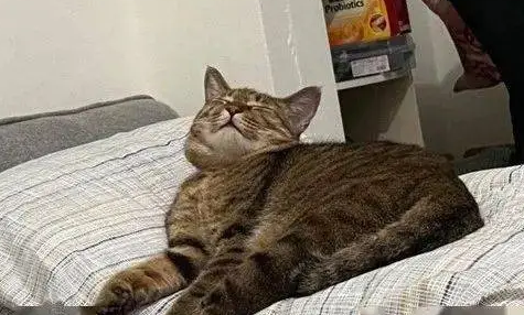 家里没人小猫会害怕吗 家里没人小猫会害怕吗