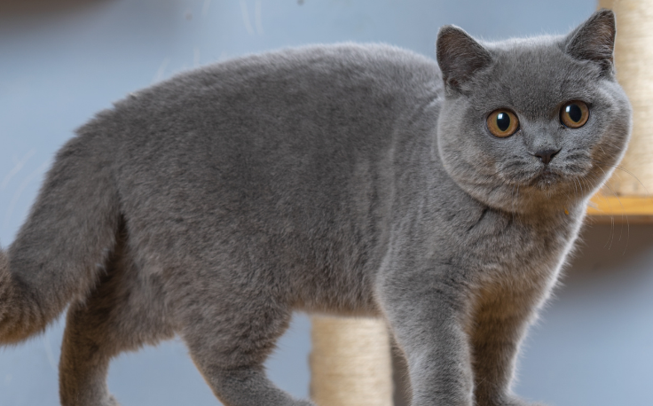英短蓝猫怀孕一般生几个？一胎几个？