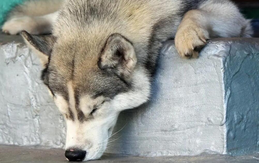 阿拉斯加雪橇犬产后吃什么？铲屎官必须知道的事情