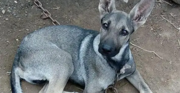 青狼犬和狼青的区别是什么？