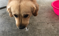 狗狗为什么吐白色液体呢