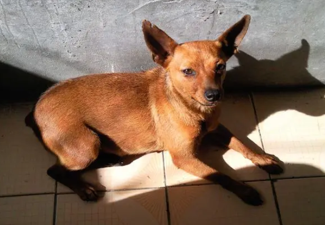 小鹿犬多大可以吃干狗粮
