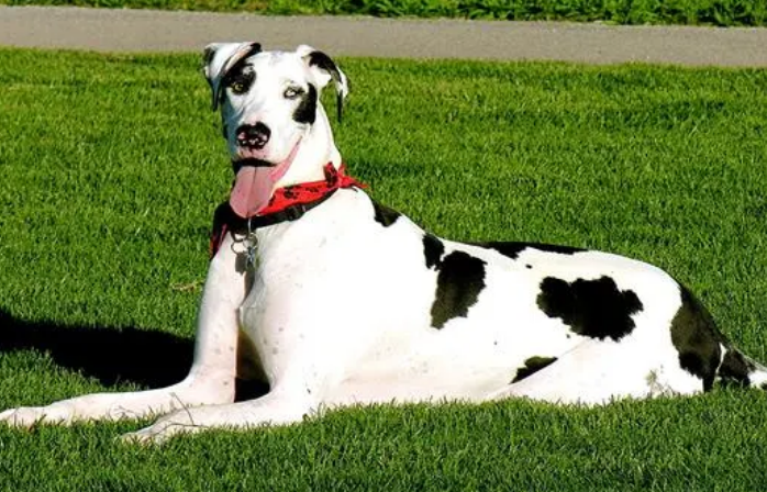 大丹犬十个不养理由 大丹犬十个不养理由